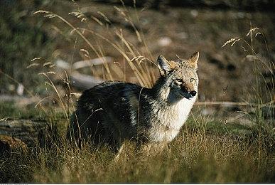 任天堂新专利曝光 或与《塞尔达传说：荒野之息》续篇玩法有关