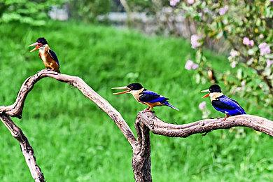 《刺客信条：影》首个DLC“淡路之爪”将包含10小时游戏内容